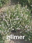 Thymus vulgaris 'Fleur de Provence'