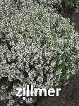 Thymus vulgaris 'Lammefjord'