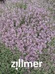 Thymus vulgaris 'Silver Posie' -1-