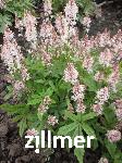 Tiarella laciniata 'Arpeggio'