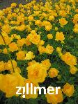 Trollius 'Earliest of All'