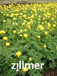 Trollius 'Lemon Queen'
