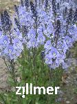 Veronica gentianoides 'Maihimmel'