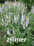 Veronica longifolia 'Lila Karina'
