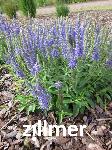 Veronica spicata 'Blauteppich'