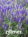 Veronica spicata 'Royal Candles'