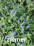 Veronica teucrium 'Kapitaen'