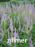 Veronicastrum 'Fascination'