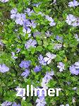 Vinca minor 'Anna' -S-