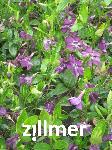Vinca minor 'Atropurpurea'