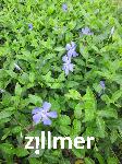 Vinca minor 'Josefine' -S-