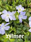 Vinca minor 'Valentin' -S-