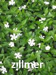 Vinca minor 'White Flower Power'